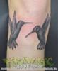 Hummingbirds swordfight black and grey